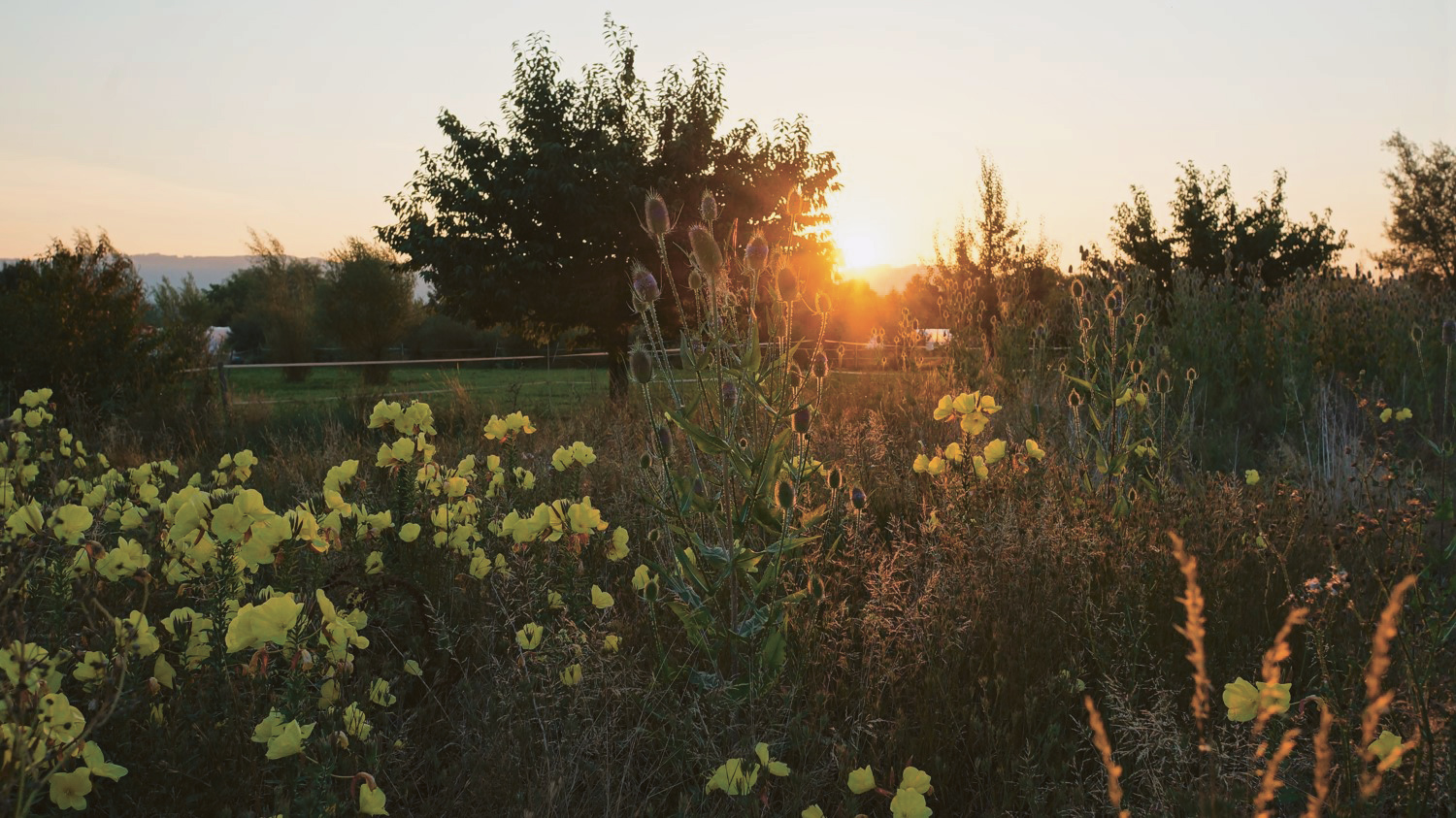 Biodiversität mit Agroforst (Quelle: Mareike Jäger)