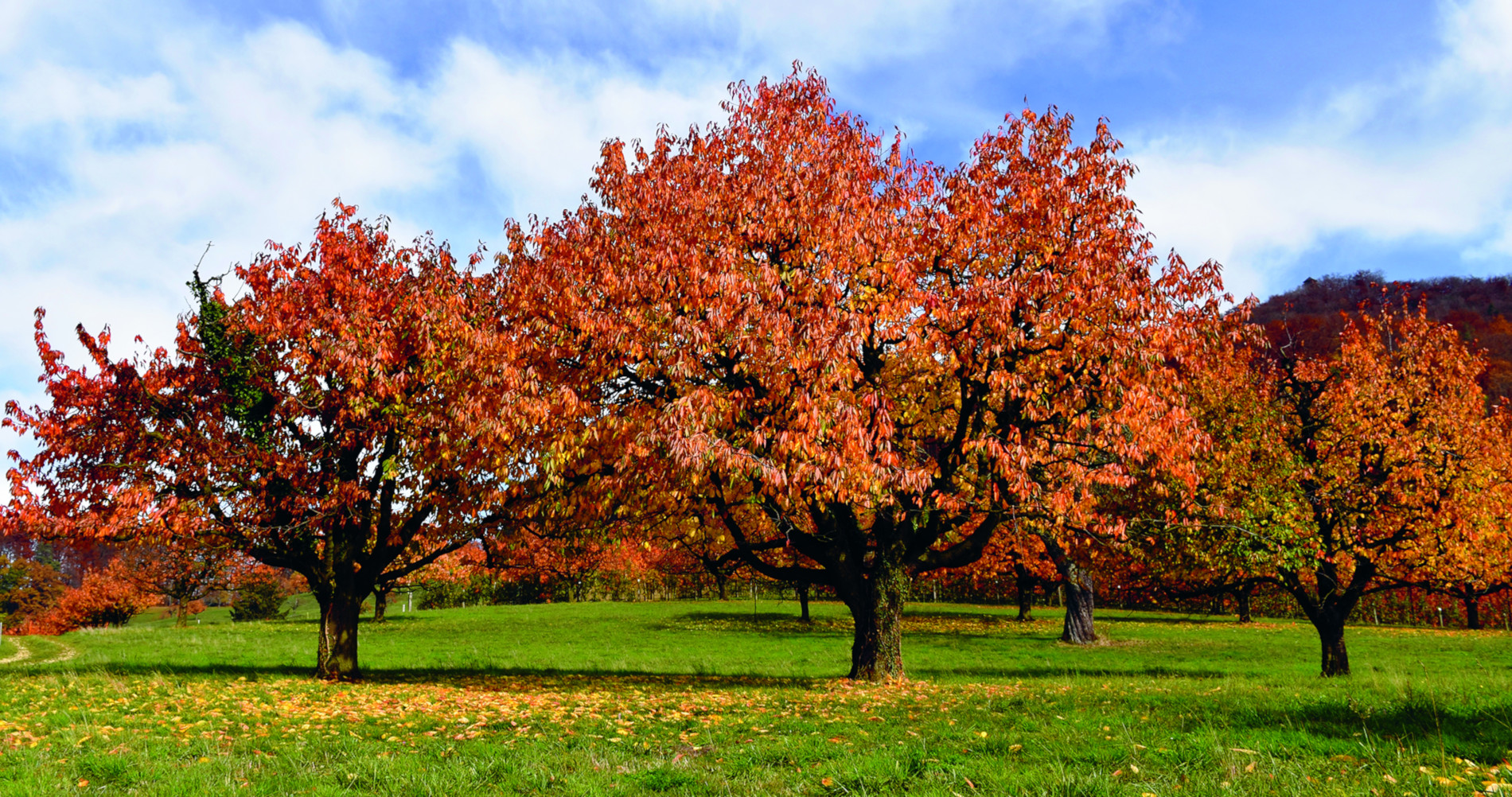 Agroforst Mareike Jäger